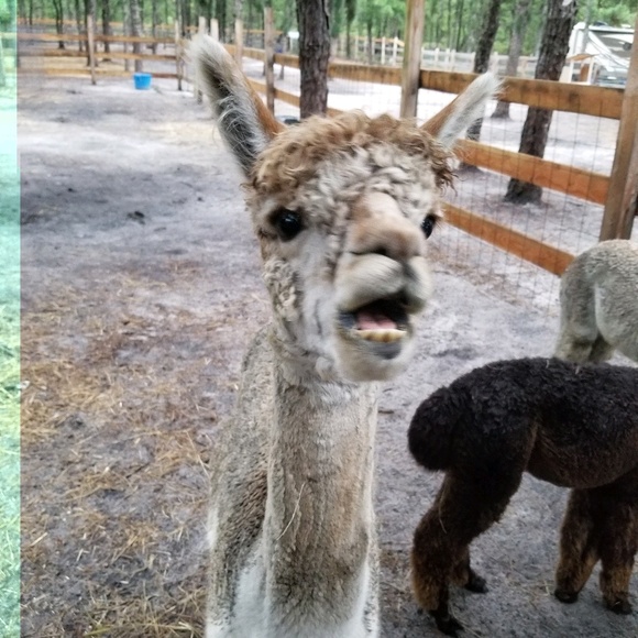 Meet your Posher, Megan - Picture 1 of 1